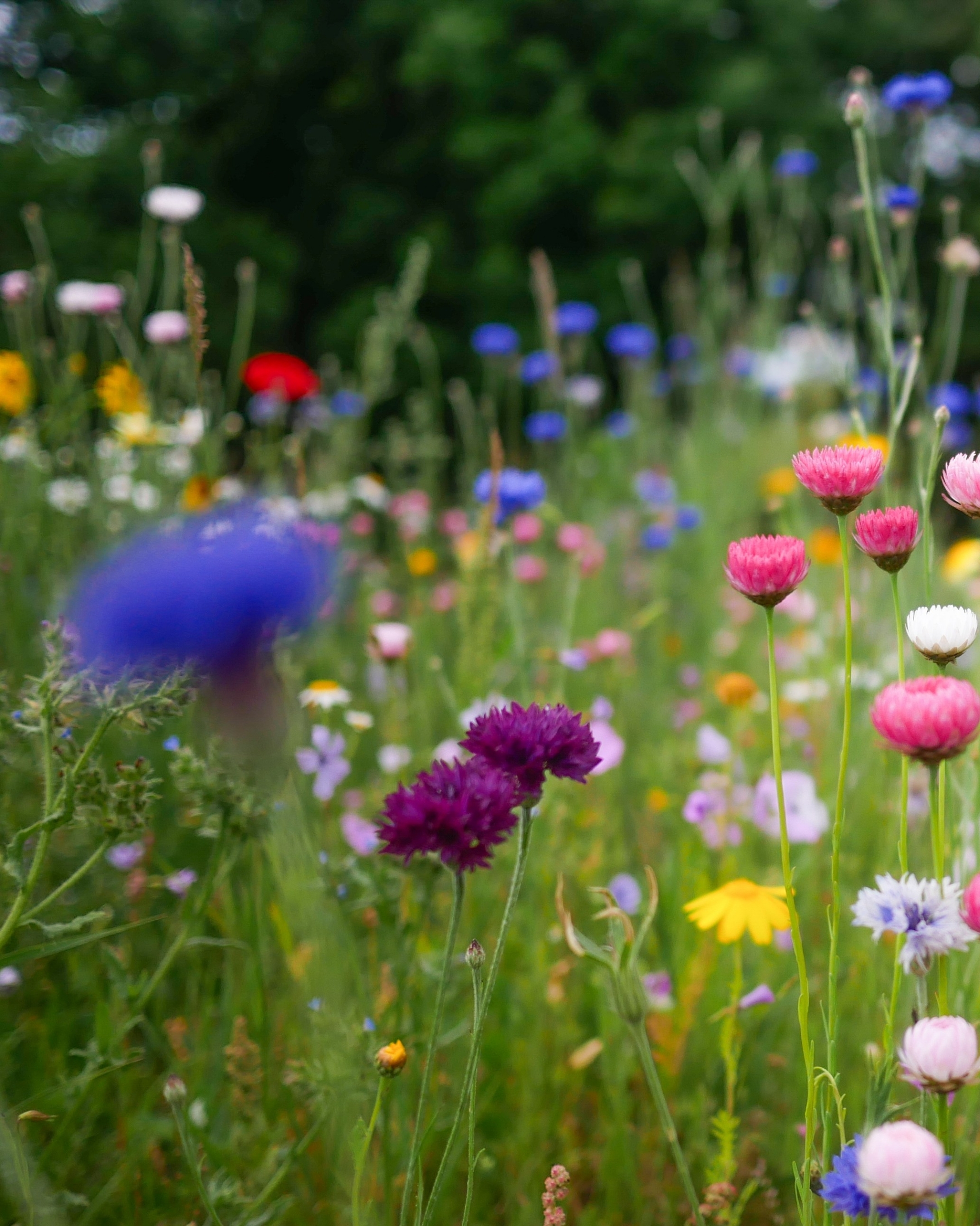 Blumenwiese