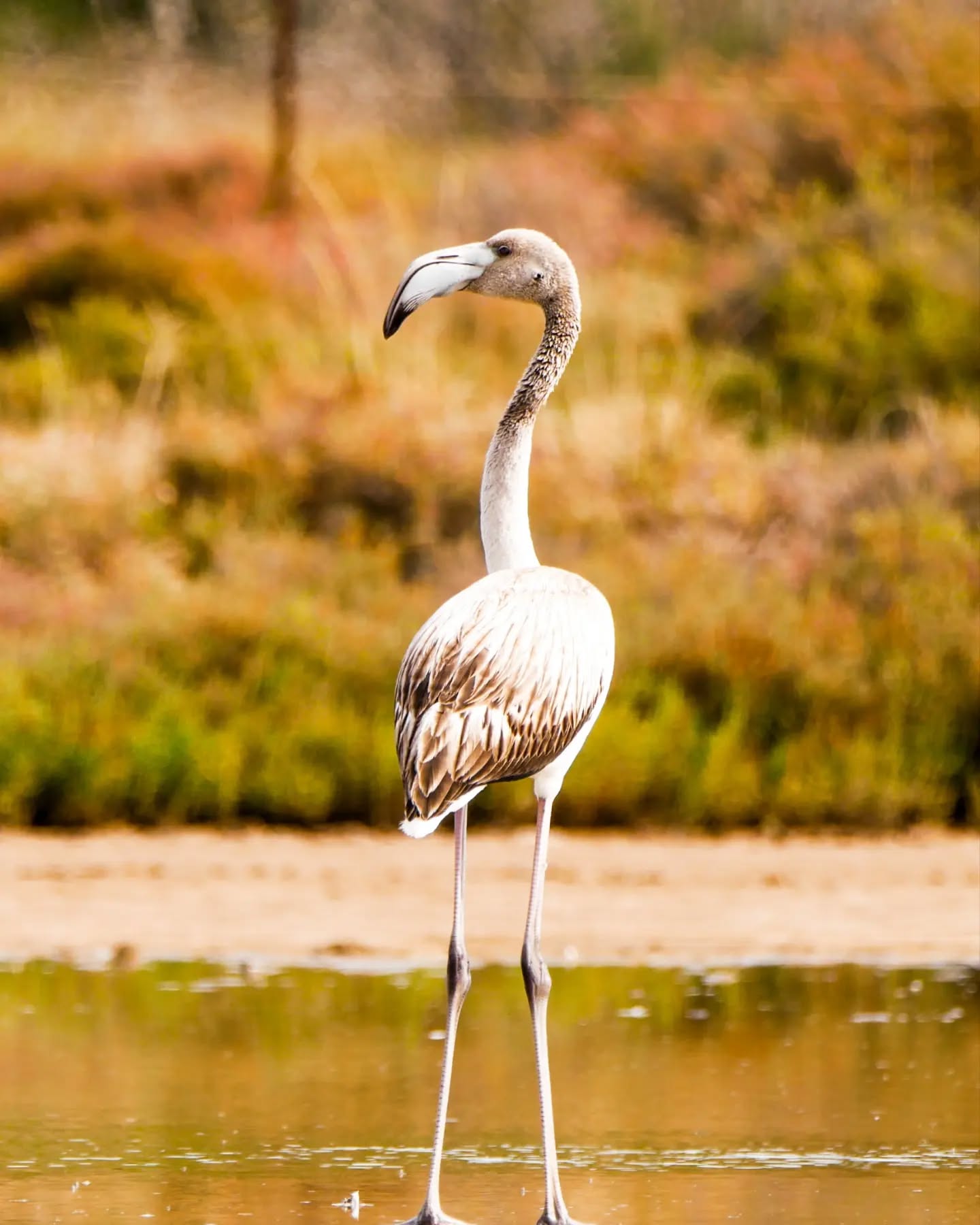 Flamingo