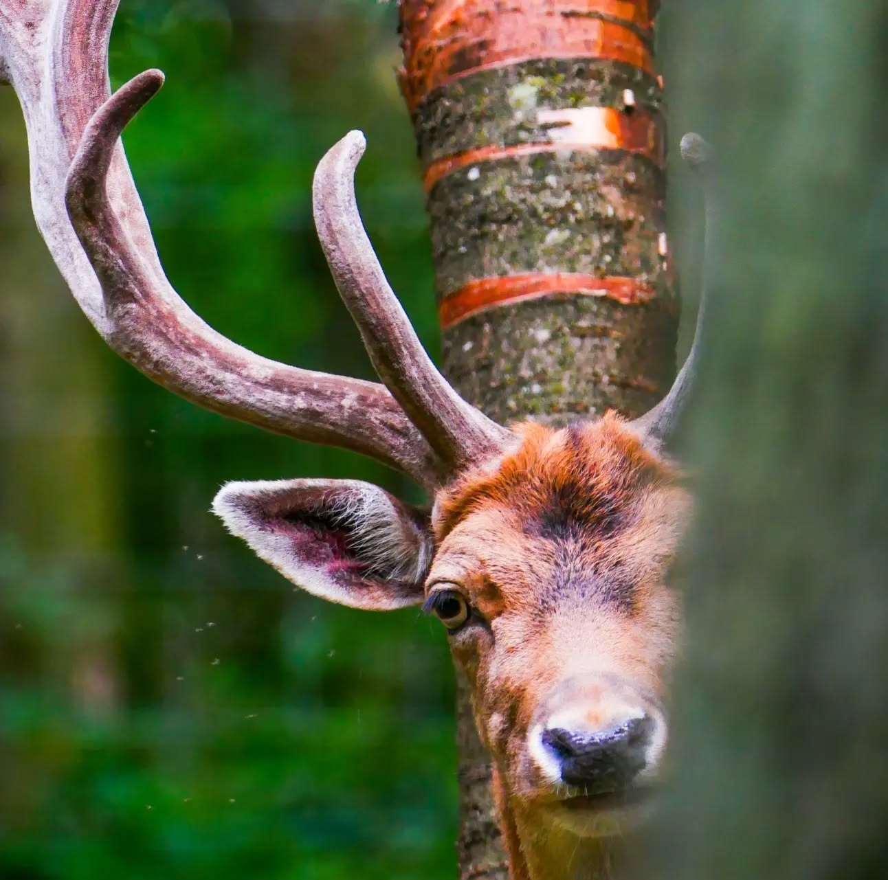 Hirsch