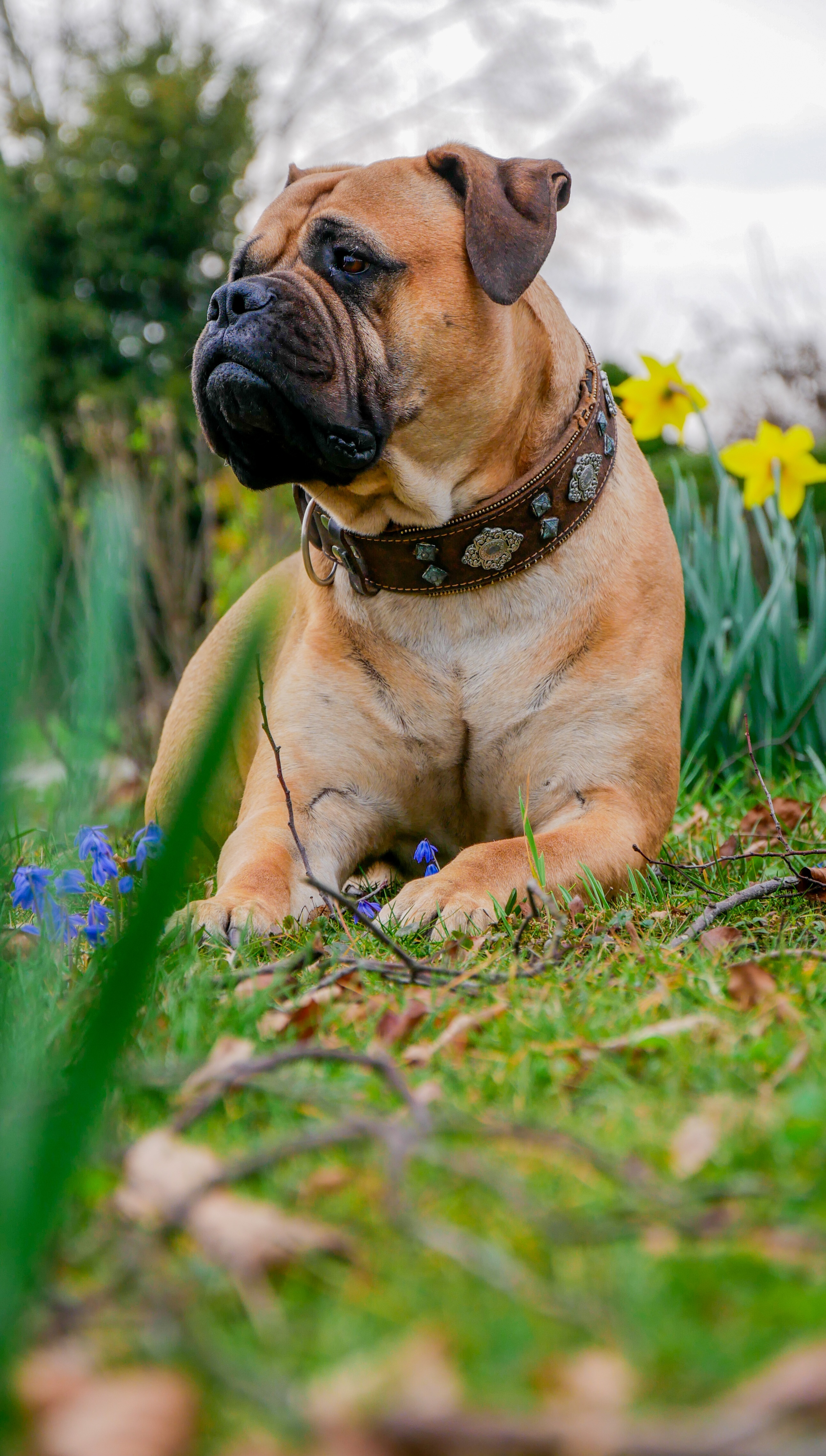 Hund