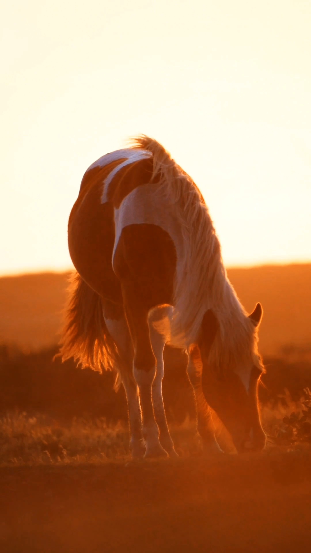 Pferd Video
